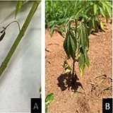 thumbnail for publication: Fire Ants Management in Industrial Hemp